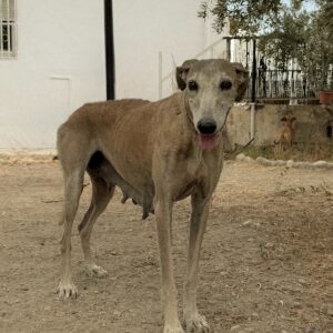 APADRINA MAGIA